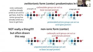 The zwitterionic life of amino acids [upl. by Mosira686]