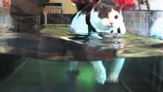 NEW 82613 Buddha the Cat on the Water Treadmill [upl. by Ellac732]