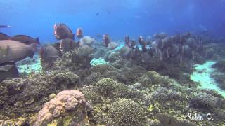 BumpHead ParrotFish Invasion SIPADAN [upl. by Enyawud]