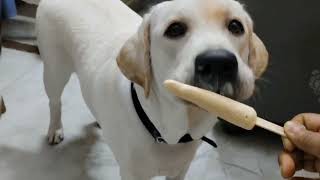 My Dog junnu eating ice creamLabrador puppies eating ice creamdogs eating ice creampuppies eating [upl. by Hplodur]