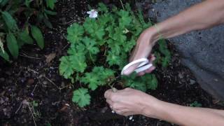 How to Deadhead Geranium Biokovo [upl. by Bik819]