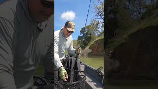 Chunk smallmouth slams the jig smallmouthbass bassfishing fishing bassfishinglife mendocino [upl. by Ynohtn]