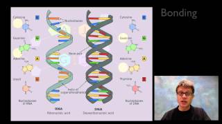 Nucleic Acids [upl. by Yromem531]