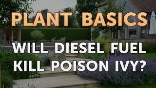 Will Diesel Fuel Kill Poison Ivy [upl. by Yesrod978]