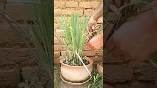 how to trim Lemongrass l choppingpruning will help keep it growing shorts ytshorts gardening [upl. by Niroht]