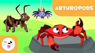 Arthropods for kids  Invertebrate animals  Natural Science For Kids [upl. by Eneirda]