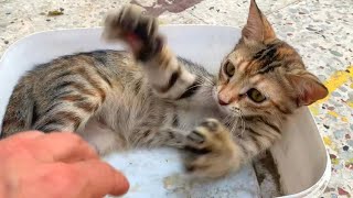 Tabby kitten playing very cute inside the box [upl. by Lateehs]