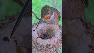 Beautiful Moment Allens Hummingbird Olive Feeding Her New Babies Lily and River babyhummingbird [upl. by Musetta]