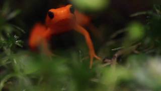 Golden Mantella Mantella aurantiaca Feeding [upl. by Daisy]