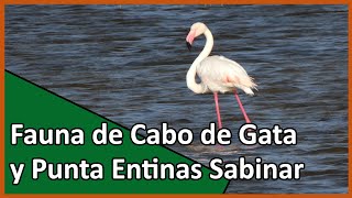 🟠 Fauna del Cabo de Gata y Punta Entinas Sabinar  BIRDING ALMERÍA 🦩🦩 [upl. by Lock]