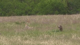 Four angry Kansas coyotes work the dogs [upl. by Bergman]