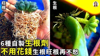 DIY自製生根劑，再也不用花錢買了，盆裡只要放一點，白花花的根系擠滿盆葉插也生根快花花世界 [upl. by Cromwell253]