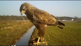 Buizerd met mol [upl. by Myranda]