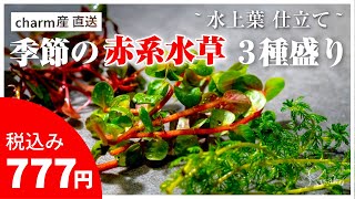 【水草・熱帯魚紹介】charmで777円の赤系水草セットを買ったらよくわからない水草が入ってた！【アクアリウム用品】 [upl. by Oel]