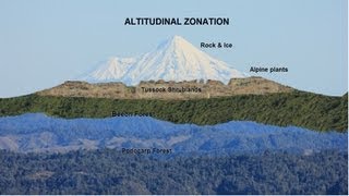 Why does vegetation size decrease with altitude [upl. by Nole]