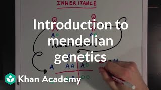 An Introduction to Mendelian Genetics  Biomolecules  MCAT  Khan Academy [upl. by Hedvige]