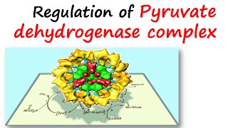 Regulation of pyruvate dehydrogenase complex [upl. by Adim]