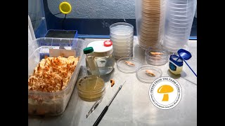 Breeding cordyceps militaris What is the best method to breed cordyceps Part 1 amp beetle updates [upl. by Ycniuq]