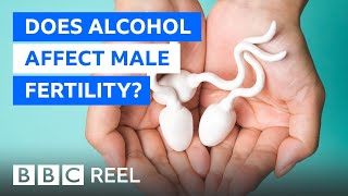 Does alcohol affect male fertility  BBC REEL [upl. by Bamford]