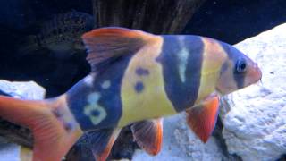 My Huge Clown Loach  Around 10 inches and lots of personality [upl. by Meesan833]