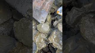 Oyster A lot After The Sea Low Tide oysters usa 100kviews fyp viral tiktok ur uk us [upl. by Ariet]