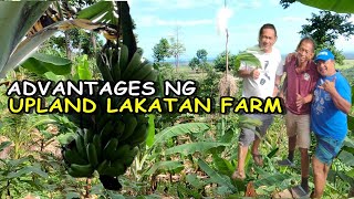 UPLAND LAKATAN FARM TOURMga Advantage ng Upland Lakatan Farm [upl. by Libove]