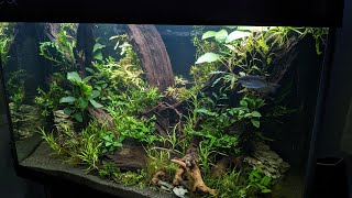 1m Aquarium inrichting Planten amp Vissen Nickey [upl. by Egwan]