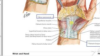 Palmaris longus muscle [upl. by Jari928]