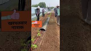 खरपतवार नाशी डालने की सही बिधि  Herbicide Method herbicide [upl. by Ajani]