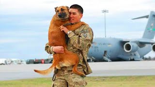 Most Emotional Dogs Reunions with Their Owners That Will Warm Your Heart ❤️ [upl. by Snodgrass]