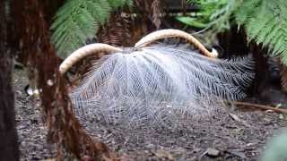 Courtship Behaviour of Superb Lyrebird Menura novaehollandiae [upl. by Neivad291]