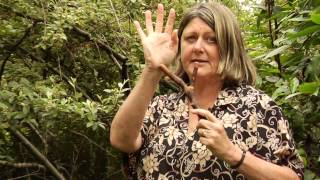 How To Prune Cotoneasters  Instructional Video w Plant Amnesty [upl. by Galina]