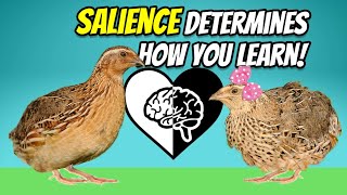 What is Salience [upl. by Anilam]