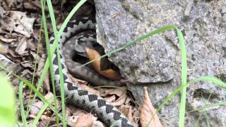 Vipera ammodytes  reproducerea [upl. by Learrsi]