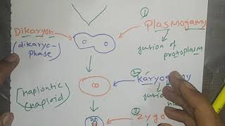 Fungi  hyphae  Aseptate and Septate mycelium  Plasmogamy karyogamy  Dikaryon stage fungi [upl. by Sidoeht]