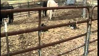 Knight Family Border Collies breaking rank cattle [upl. by Gnilrits]