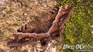 Ascalapha odorata Moth Noctuidae Florianópolis SC [upl. by Enyalahs896]