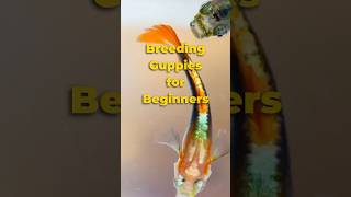 Breeding Guppies for Beginners 🐠 shorts guppy [upl. by Ecnarwal]