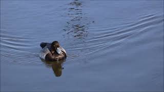 Уточки и поганка Милая пухлявая  Eurasian wigeons Common pochards Greater scaups amp Little grebe [upl. by Turino]