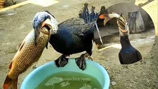 Great cormorant Birds Eat big fish  Review Birds News [upl. by Atelokin]