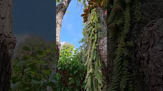 Epiphyte Garden Designed by WonderKeeper gardentree bromeliads cactus naturefernsplants [upl. by Ehcor]