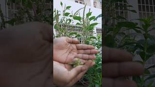 Collecting amaranthus seedsshorts youtubeshorts gardenning [upl. by Neilson]