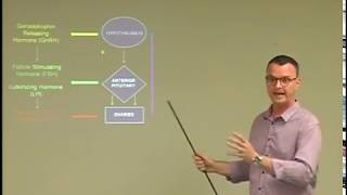 Hypothalamic Pituitary Adrenal Axis EXPLAINED  Online Acupuncture CPD [upl. by Grantland116]