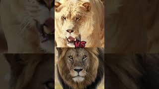 LION VS TIGERLIGERTIGON BITE FORCE COMPARISON [upl. by Eanrahc]