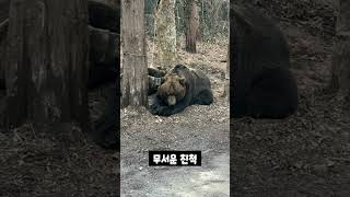 후이 루이 보러간 날 사파리 투어 사자 짝짓기 에버랜드 [upl. by Inoek]