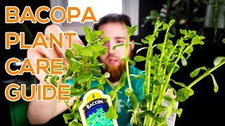 BACOPA MONNIERI MONEYWORT BACOPA CAROLINIANA  AQUARIUM STEM PLANT GUIDE [upl. by Forbes507]