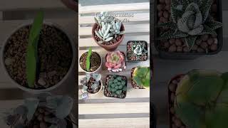 How to water your succulents correctly succulent watering houseplants [upl. by Ahserak803]