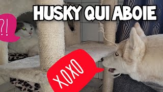 Chiot husky qui Aboie 📢 sur un chat [upl. by Eixid]