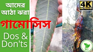 আম গাছ কি গামোসিসে আক্রান্ত  সমাধান কী  Mango Gummosis Symptoms and Solution  RAJ Gardens  4K [upl. by Etselec]