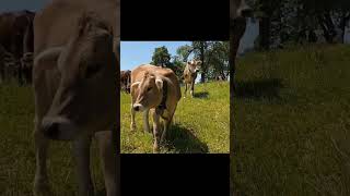 Cow  Cow sound  farmlife farmanimal cowvideos cowfarm cow [upl. by Meter]